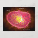 Pesquisar por sistema circulatório cartoes postais Hematologia