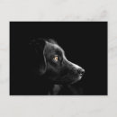 Pesquisar por preto labrador retriever de cartoes postais Cachorro