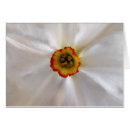 Pesquisar por flor branca com centro amarelo Branco