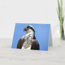 Pesquisar por raptores cartoes Natureza