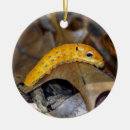 Pesquisar por lagartos ornamentos Natureza