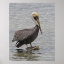 Pesquisar por pelicanos pósteres pôsteres Pelicano marrom