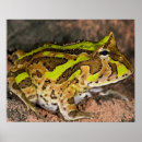 Pesquisar por brasileiro pôsteres Sapo