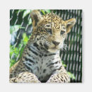 Pesquisar por onças imas Zoológico