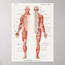 Pesquisar por diagrama médico pôsteres Vintage