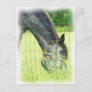 Pesquisar por pônei branco cartoes postais Cavalos