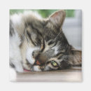 Pesquisar por ímã do bigode imas Qualquer pessoa