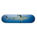 Pesquisar por caribe skates Mar