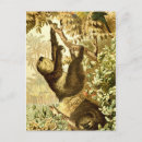 Pesquisar por floresta tropical cartoes postais Vintage