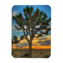 Pesquisar por preservação imas Deserto de mojave