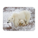 Pesquisar por polar bear cartoes Bebê