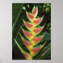 Pesquisar por schafer de kevin pôsteres Floresta tropical