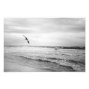 Pesquisar por preto e branco da gaivota artes pôsteres Praia