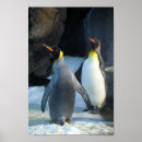 Pesquisar por pinguim de rei pôsteres Pássaro