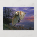 Pesquisar por coruja celeiro cartoes postais Pássaro