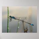 Pesquisar por damselfly Inseto