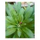 Pesquisar por ladybug pósteres pôsteres Ladybird