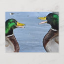 Pesquisar por patos engraçados cartoes postais Natureza