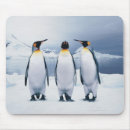 Pesquisar por pinguim de rei Natureza