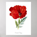 Pesquisar por vintage botanical pósteres pôsteres Nature