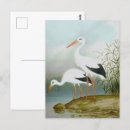 Pesquisar por cegonha branca cartoes postais Aves