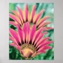 Pesquisar por margarida vermelha pôsteres Botânica