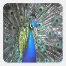 Pesquisar por penas coloridas adesivos Brilhante