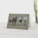 Pesquisar por pinto horse cartoes Photography