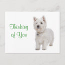 Pesquisar por west highland terrier cartoes postais Westie