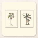 Pesquisar por palmeiras porta copos Botânica