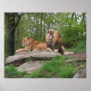 Pesquisar por dois leões pôsteres Animal