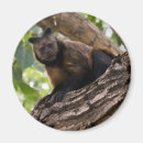 Pesquisar por primata imas Jardim zoológico