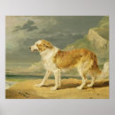 Pesquisar por collie áspero pôsteres Cães