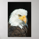 Pesquisar por eagle pôsteres Bird