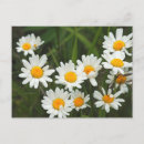 Pesquisar por vulgare do leucanthemum Botânica
