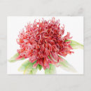 Pesquisar por plantas nativas cartoes postais Botânica