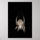 Pesquisar por orbe pôsteres Aranha
