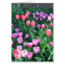 Pesquisar por tulipas roxas cartoes postais Jardim