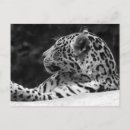 Pesquisar por leopardo branco cartoes postais Gato