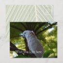 Pesquisar por birds cartoes postais Natureza