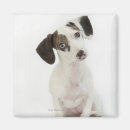 Pesquisar por olhando imas Cães