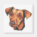 Pesquisar por do pinscher diminuto Canino