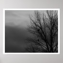 Pesquisar por águia branca preta pôsteres Fotografia