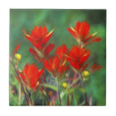 Pesquisar por arte indiana azulejos Índio