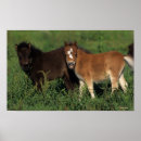 Pesquisar por penta pósteres pôsteres Cavalo