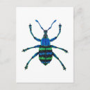 Pesquisar por besouro azul cartoes postais Inseto