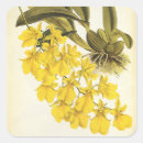 Pesquisar por orquídeas amarelas adesivos Botânica