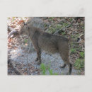 Pesquisar por lince cartoes postais Gato grande