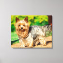 Pesquisar por do yorkshire terrier artes pôsteres Animal de estimação