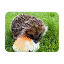 Pesquisar por hedgehog imas Animais